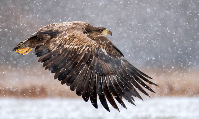 White tailed Eagle (Haliaeetus albicilla) © Piotr Krzeslak