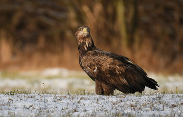 White tailed Eagle (Haliaeetus albicilla)