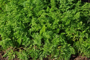 人参栽培・家庭菜園
