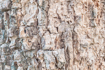 Closeup surface wood pattern at old cracked skin of trunk of tree textured background