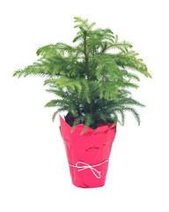 Norfolk island pine tree in decorative pot isolated on white background