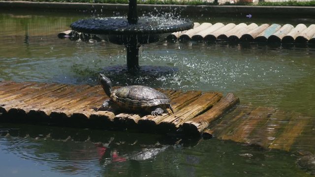 Painted Turtles taking sun - Chrysemys picta,