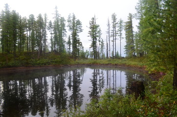 Fototapeta na wymiar Forest lake smooth as a mirror of water.