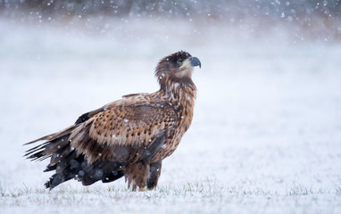 White tailed Eagle (Haliaeetus albicilla)