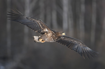 White tailed Eagle (Haliaeetus albicilla)