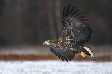 White tailed Eagle (Haliaeetus albicilla)