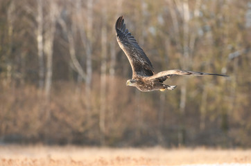 White tailed Eagle (Haliaeetus albicilla)