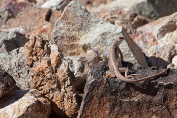 Northern Desert Iguana on rock