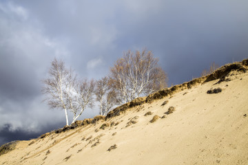 In autumn, trees on the hillside