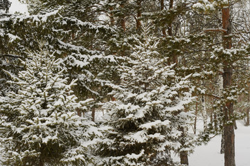 fresh snow on tree branches in winter city park