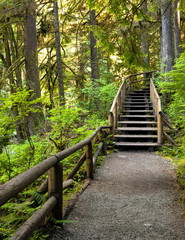 Wooden staircase on a pedestrian trail in the Capilano River Park