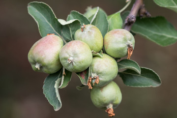 Closeup of green apples growing on tree