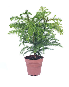 Norfolk island pine tree in decorative pot isolated on white background
