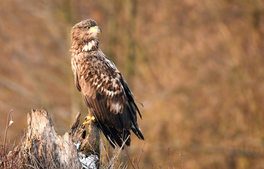 White tailed Eagle (Haliaeetus albicilla)