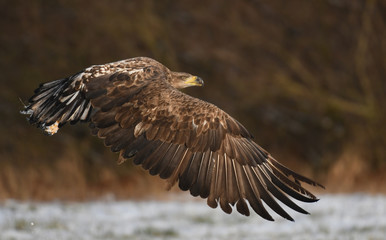 White tailed Eagle (Haliaeetus albicilla)