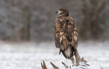 White tailed Eagle (Haliaeetus albicilla)