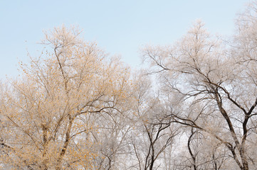 Fototapeta premium Gorgeous frost on the trees