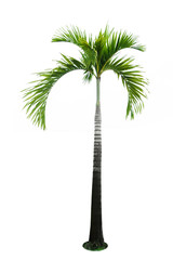Palm tree isolated