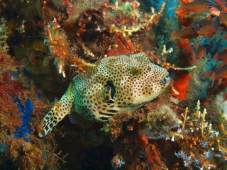 Boxfish