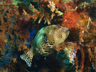 Fototapeta na wymiar Boxfish