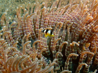Naklejka na ściany i meble Sea anemone