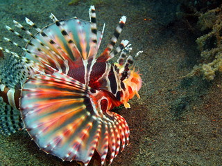 Scorpionfish