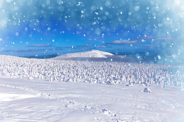 Beautiful winter wonderland during the sunny day