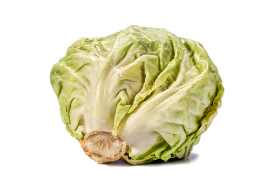 Head of cabbage with drops of water on a white background
