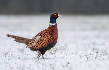 Ringneck Pheasant (Phasianus colchicus)