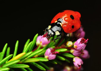 ladybug