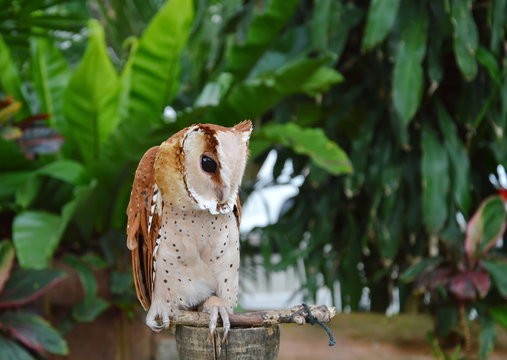 oriental bay owl grab on wooden perch