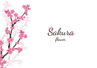 Obraz na płótnie Canvas Cherry blossom flowers background. Sakura pink flowers backgro