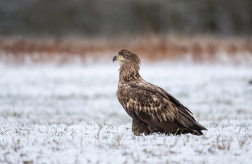 White tailed Eagle (Haliaeetus albicilla)