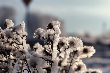 branch of the plant covered with snow winter macro