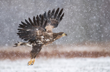 White tailed Eagle (Haliaeetus albicilla)