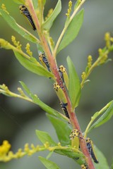 ツマグロオオヨコバイ