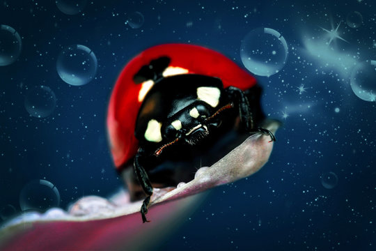Ladybug
