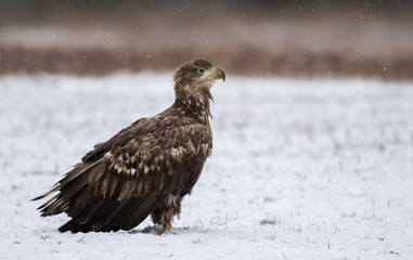 White tailed Eagle (Haliaeetus albicilla)
