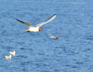 чайка в полете над водой