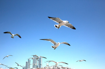 해운대 앞바다의 갈매기떼