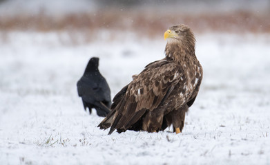 White tailed Eagle (Haliaeetus albicilla)