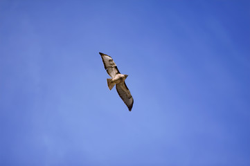 Hawk