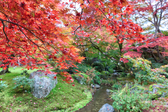 Japan autumn season garden in the park at Kyoto, Japan, Autumn s