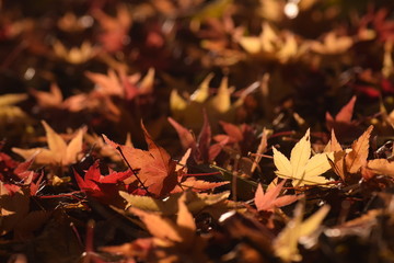 晩秋の落葉