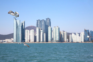 해운대 앞바다의 갈매기떼