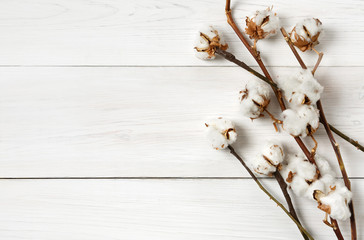 Dried cotton flower background on white wood, Top view.