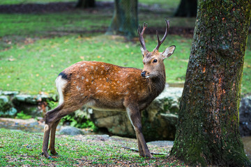 Nara deer roam free in Nara Park, Japan for adv or others purpose use