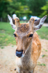 Nara deer roam free in Nara Park, Japan for adv or others purpose use