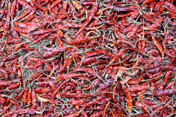 Fototapeta premium dry chilli