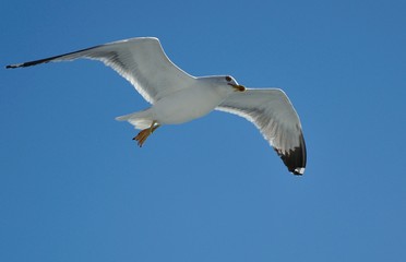 Red Eyed Gull